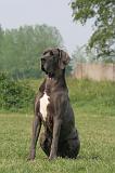 DOGUE ALLEMAND 575